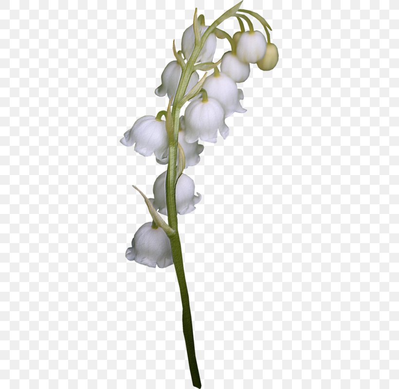 Lily Of The Valley Cut Flowers, PNG, 327x800px, Lily Of The Valley, Branch, Cut Flowers, Element, Flora Download Free