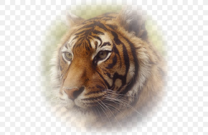 Tiger Love Emotion Kiss Centerblog, PNG, 523x532px, Tiger, Animal Sauvage, Basabizitza, Big Cats, Blingee Download Free