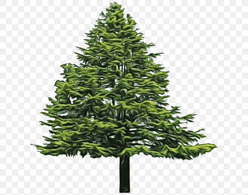 Tree Evergreen Pine Balsam Fir Black Spruce, PNG, 632x644px, Watercolor, American Larch, Balsam Fir, Black Spruce, Canadian Fir Download Free