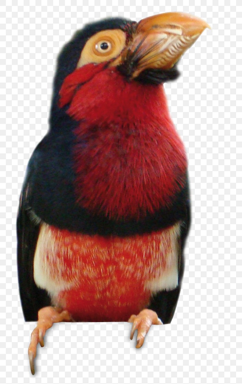 Beak Toucan, PNG, 800x1302px, Beak, Bird, Cardinal, Toucan Download Free