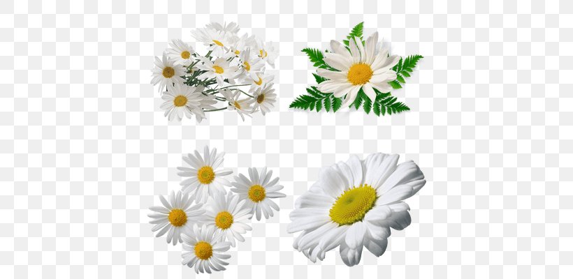 Chamomile Flower Clip Art, PNG, 400x400px, Chamomile, Annual Plant, Aster, Chamaemelum Nobile, Chrysanths Download Free