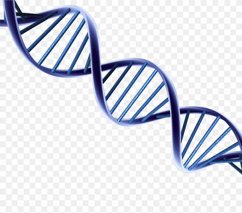 DNA Clip Art Nucleic Acid Double Helix, PNG, 1024x903px, Dna, Genetics, Helix, Molecular Biology, Molecular Models Of Dna Download Free