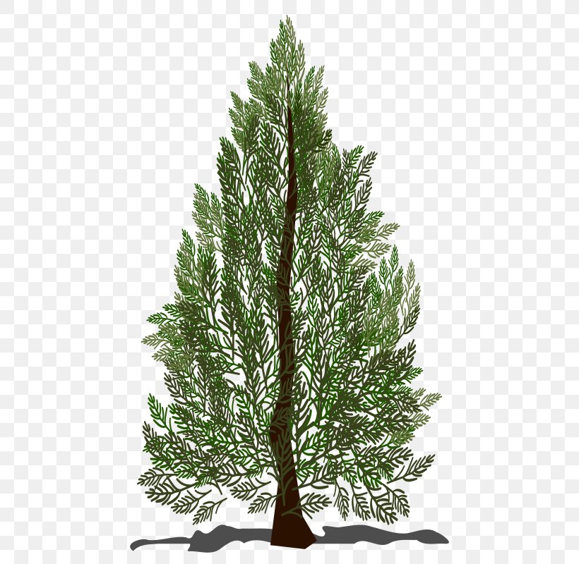 Pine Spruce Fir Tree Clip Art, PNG, 800x800px, Pine, Biome, Branch, Christmas Tree, Conifer Download Free