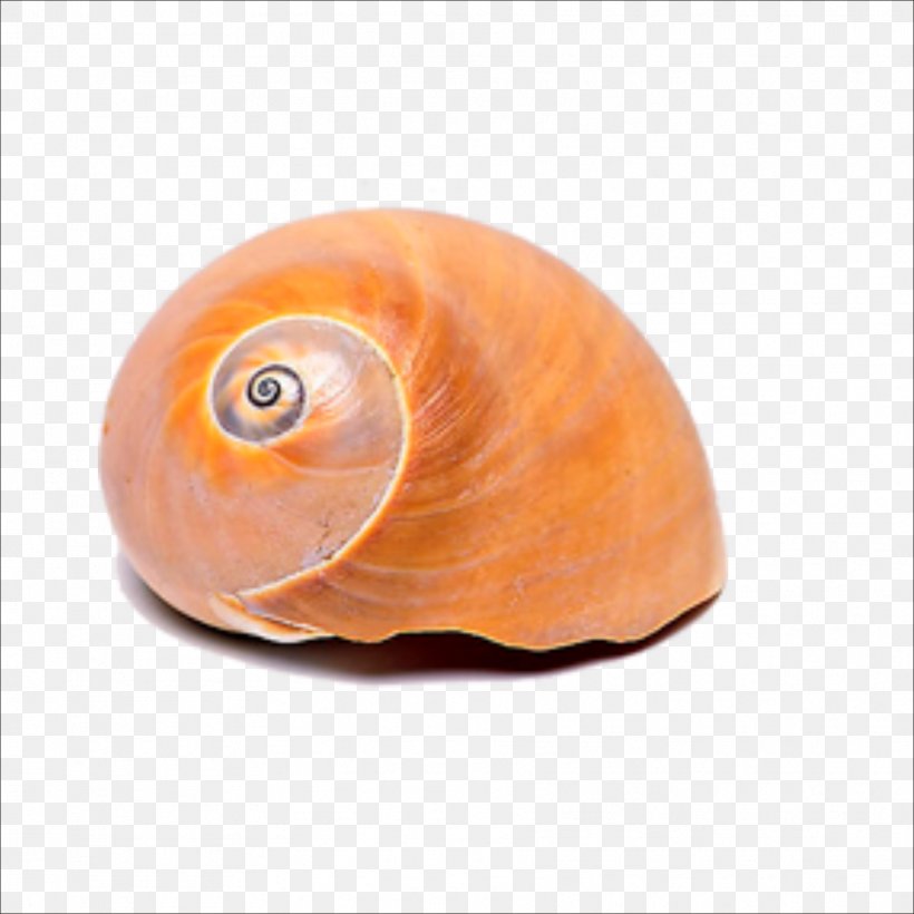 Sea Snail Seashell Conchology, PNG, 1773x1773px, Snail, Conch, Conchology, Lobatus Gigas, Molluscs Download Free