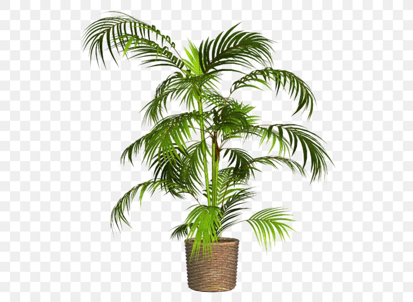 Asian Palmyra Palm Flowerpot Babassu Houseplant, PNG, 525x600px, Asian Palmyra Palm, Arecaceae, Arecales, Attalea Speciosa, Babassu Download Free