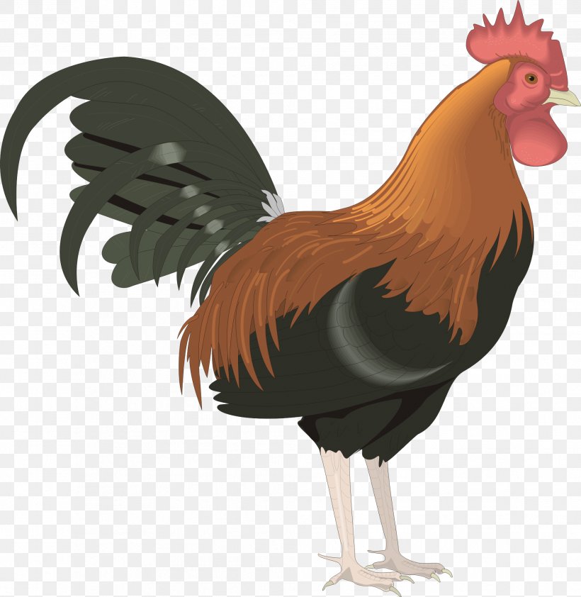 Leghorn Chicken Foghorn Leghorn Rooster Clip Art, PNG, 2011x2065px, Leghorn Chicken, Animation, Beak, Bird, Blog Download Free