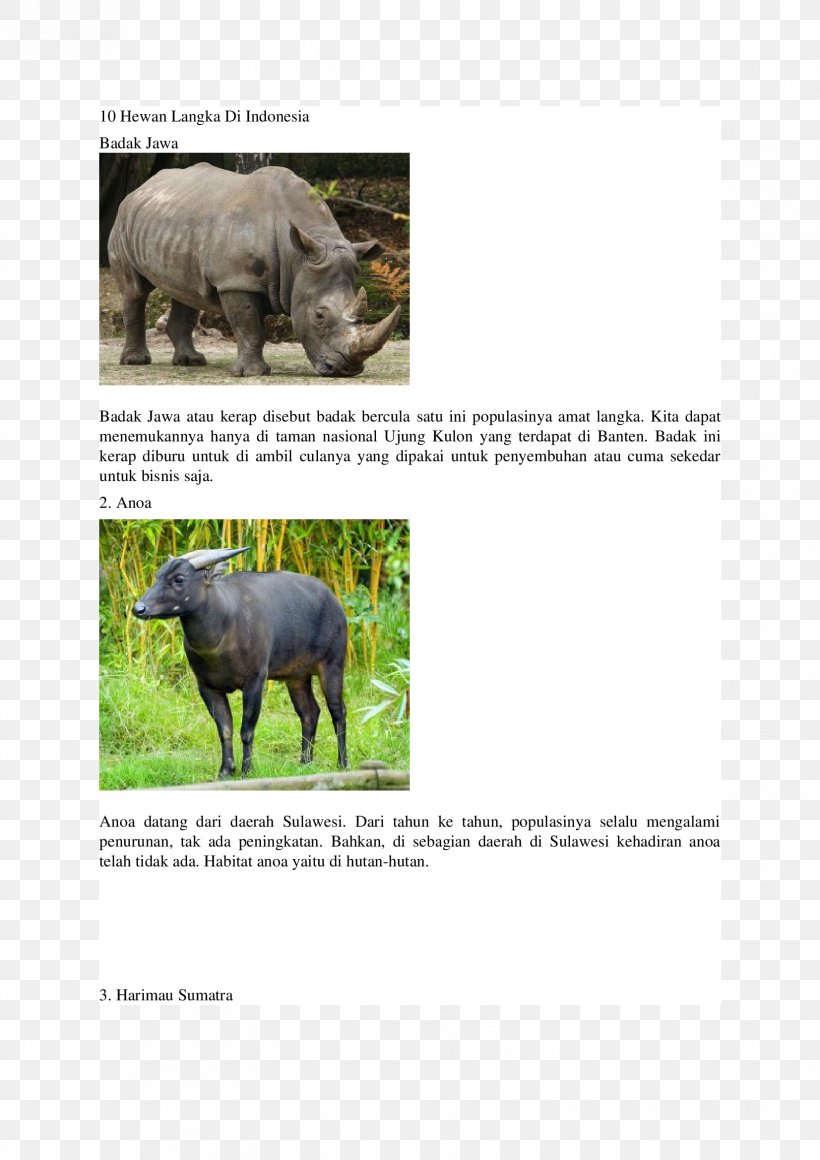 White Rhinoceros IPad Mini Cattle Apple, PNG, 1653x2339px, Rhinoceros, Apple, Cattle, Cattle Like Mammal, Fauna Download Free