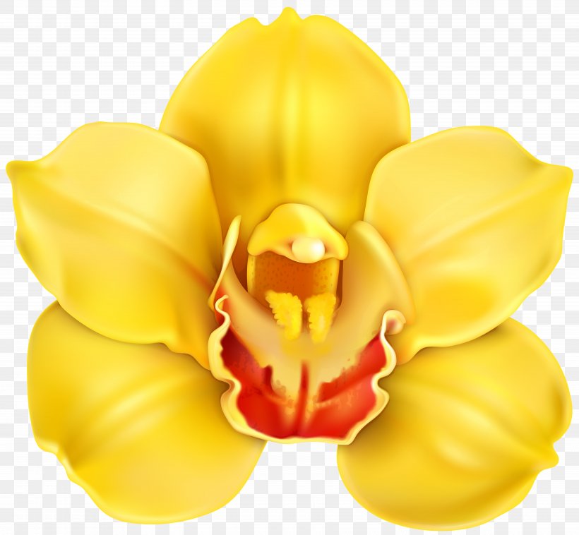 Yellow Flower Clip Art, PNG, 7000x6472px, Yellow, Blossom, Color, Cut Flowers, Cypripedium Download Free