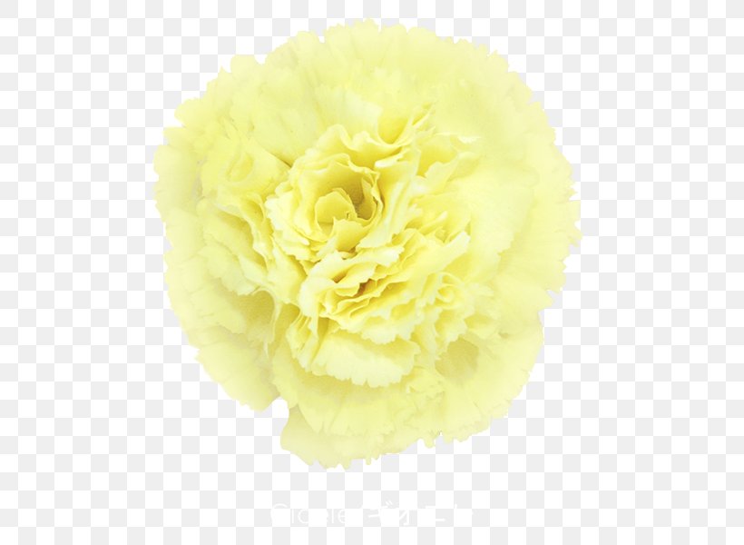 Carnation Cut Flowers Yellow Violet, PNG, 600x600px, Carnation, Artificial Flower, Caryophyllaceae, Cut Flowers, Flower Download Free