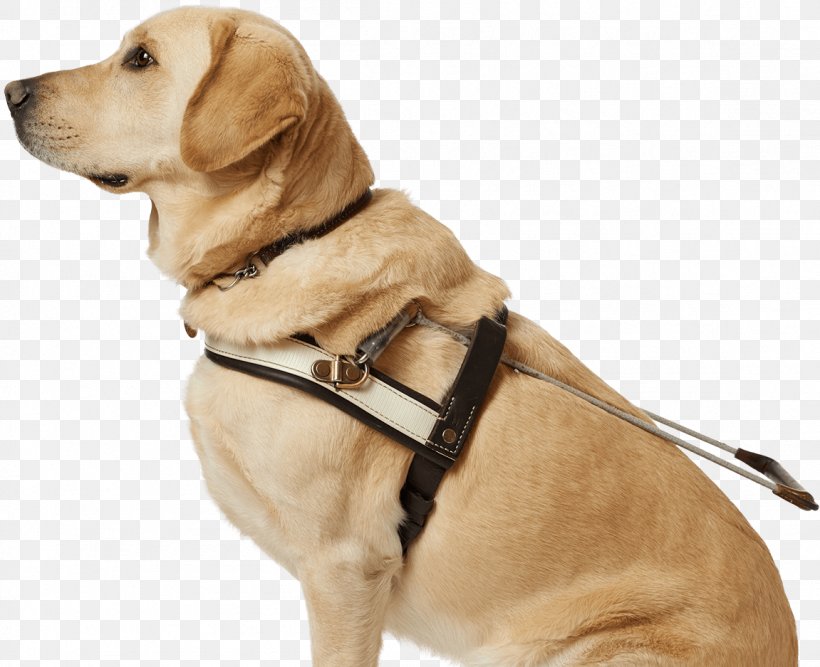 Dog Collar Puppy Leash Dog Breed, PNG, 1151x937px, Dog, Canidae, Collar, Companion Dog, Dog Breed Download Free
