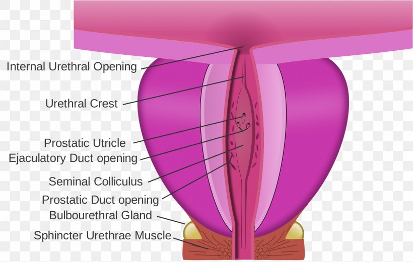 Ejaculatory Duct Prostate Prostatic Urethra Prostatic Utricle Seminal Colliculus, PNG, 2000x1273px, Prostate, Bulbourethral Gland, Duct, Magenta, Pink Download Free