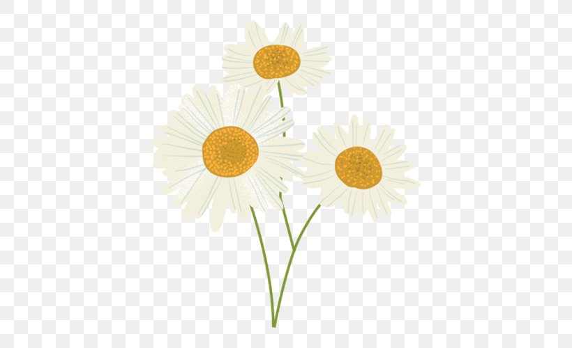 Oxeye Daisy Sunflower M Petal, PNG, 500x500px, Oxeye Daisy, Daisy, Daisy Family, Flower, Flowering Plant Download Free