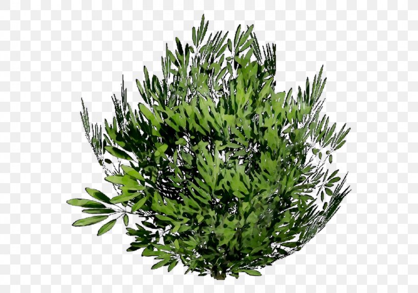 Tree Shrub Herb, PNG, 1510x1062px, Tree, Cypress Family, Fines Herbes, Flower, Flowering Plant Download Free