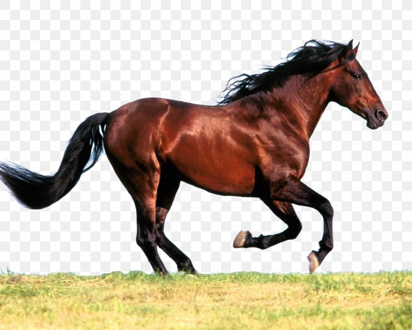 Arabian Horse American Paint Horse American Quarter Horse Standing Horse Mare, PNG, 1280x1024px, Arabian Horse, American Paint Horse, American Quarter Horse, Animal, Bit Download Free