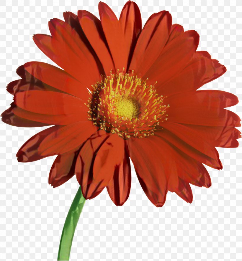 Favorite Flowers Clip Art Stock Photography Transvaal Daisy, PNG, 1884x2037px, Flower, Annual Plant, Artificial Flower, Asterales, Barberton Daisy Download Free