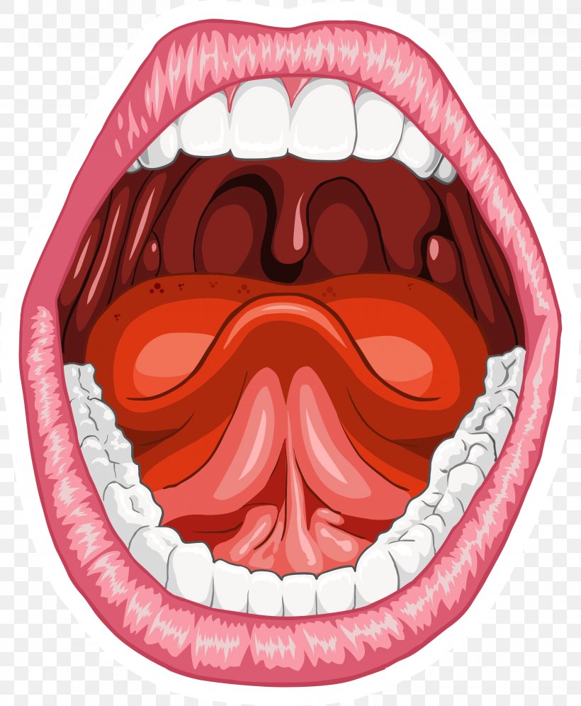 Human Mouth Anatomy Homo Sapiens Tongue, PNG, 2729x3317px, Human Mouth, Anatomy, Digestion, Homo Sapiens, Human Anatomy Download Free