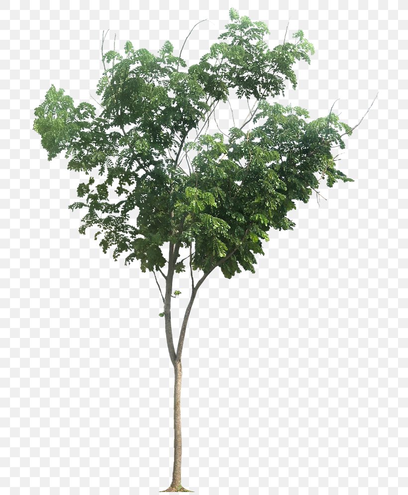 Raintree Albizia Chinensis Tropical Africa Tamarind, PNG, 713x996px, Raintree, Apples, Autumn Leaf Color, Branch, Flowerpot Download Free