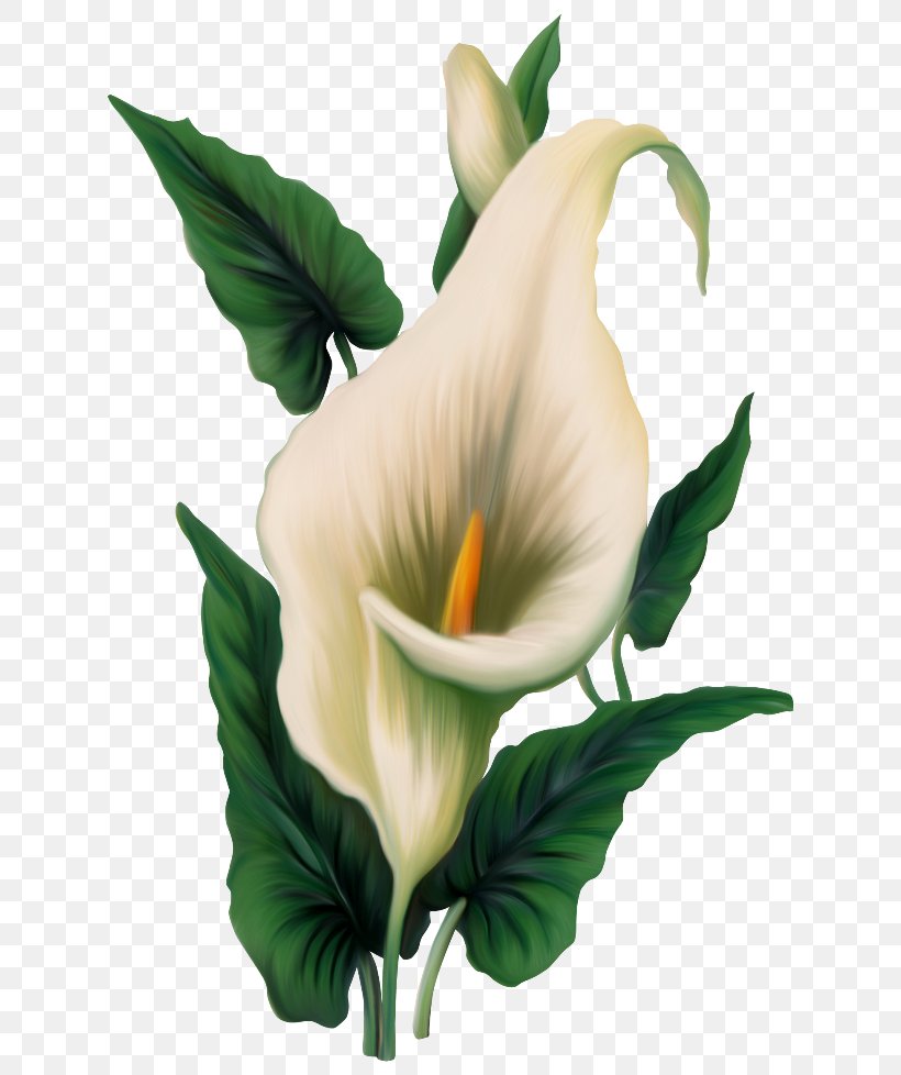 Arum-lily Easter Lily Flower Clip Art, PNG, 650x978px, Arumlily, Alismatales, Arum, Arum Lilies, Calas Download Free