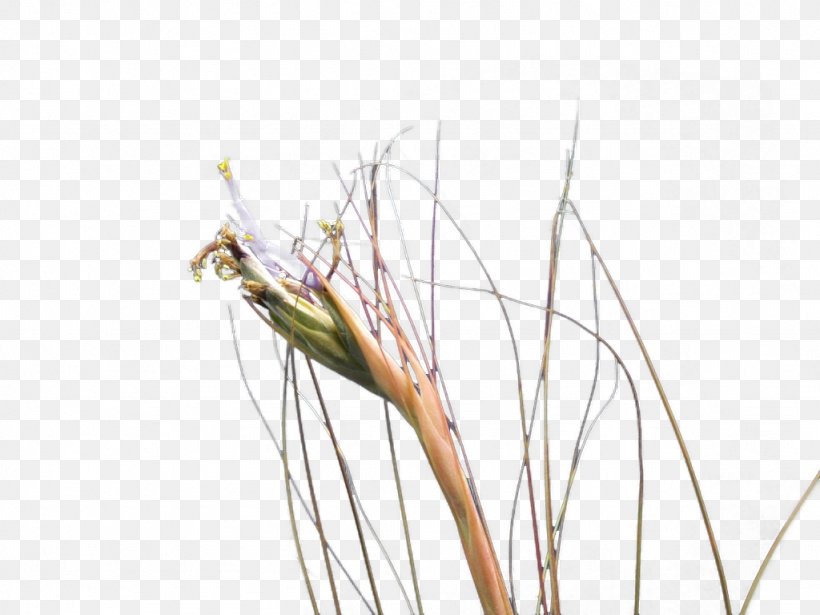 Twig Background, PNG, 1024x768px, Tillandsia Juncea, Alismatales, Bromeliads, Commodity, Elymus Repens Download Free