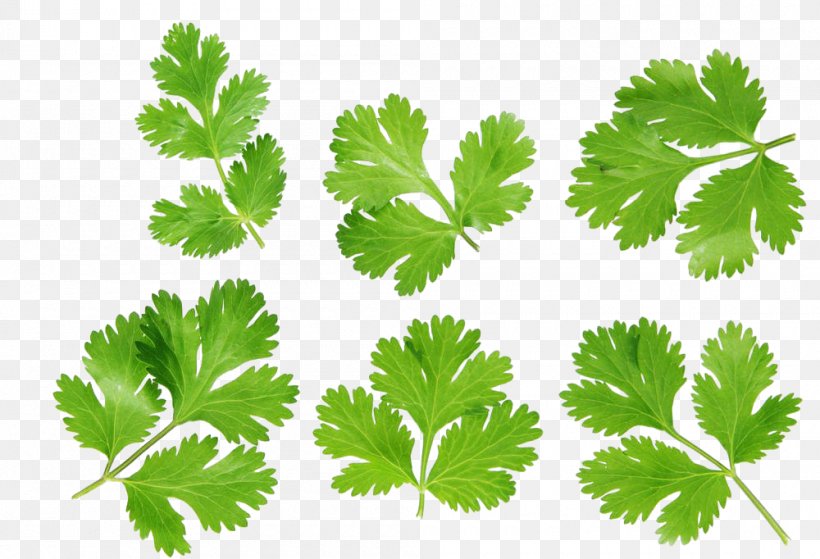 Coriander Stock Photography Royalty-free, PNG, 1000x682px, Coriander, Banco De Imagens, Branch, Can Stock Photo, Food Download Free