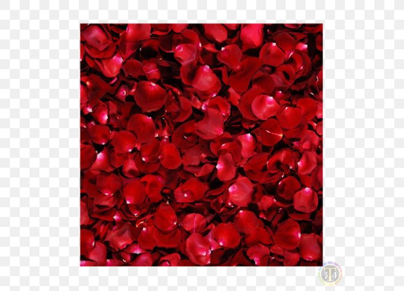 Desktop Wallpaper Rose Flower Image Red, PNG, 590x590px, Rose, Blossom, Blue, Color, Flower Download Free