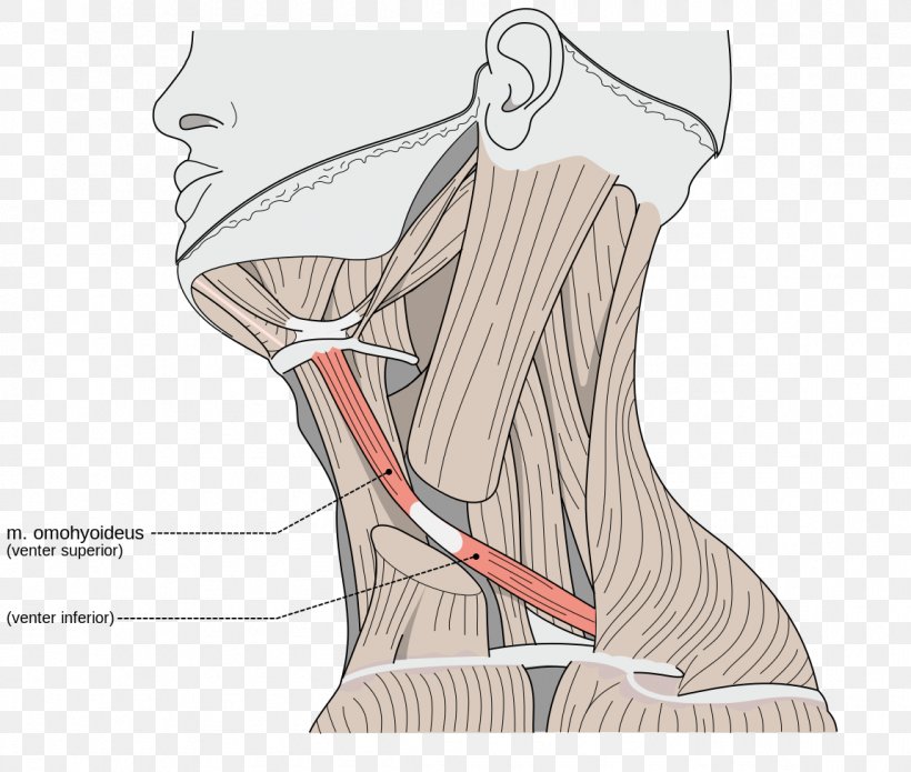 Sternocleidomastoid Muscle Omohyoid Muscle Neck Trapezius Muscle, PNG, 1150x975px, Watercolor, Cartoon, Flower, Frame, Heart Download Free