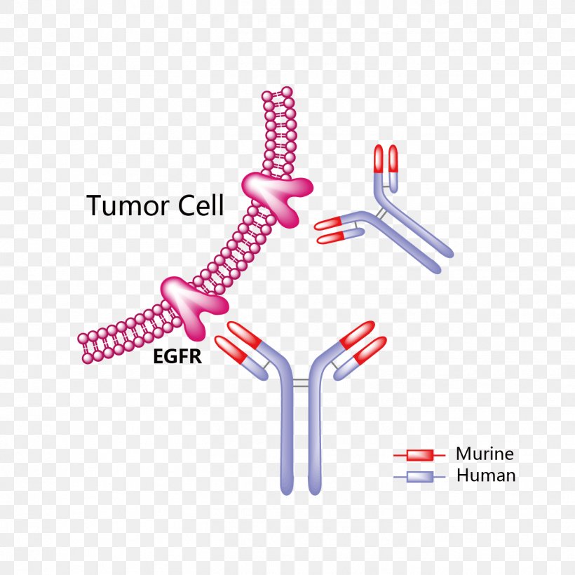 Trastuzumab Emtansine HER2/neu Mertansine Monoclonal Antibody, PNG, 1418x1418px, Trastuzumab Emtansine, Brand, Breast Cancer, Cancer, Diagram Download Free