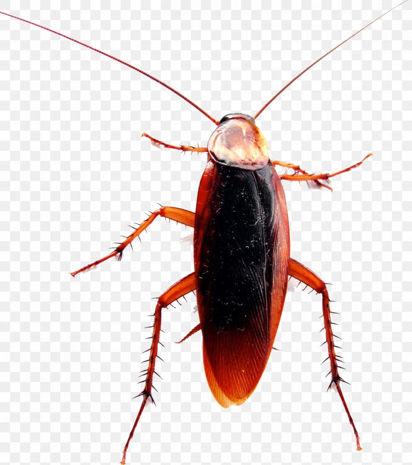 American Cockroach German Cockroach Pest Control, PNG, 1247x1407px, Cockroach, American Cockroach, Antenna, Arthropod, Beetle Download Free
