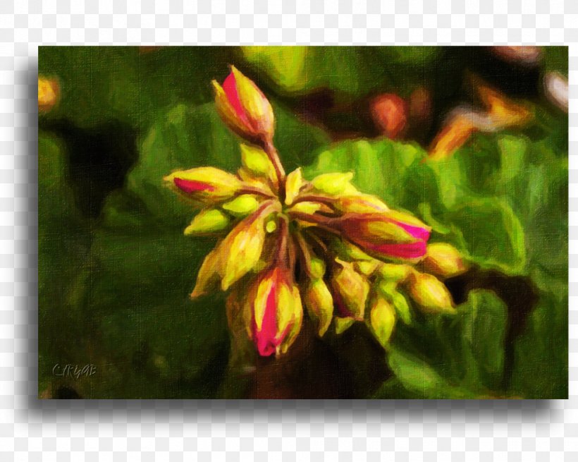 Leaf Bud Petal Wildflower, PNG, 986x788px, Leaf, Bud, Flora, Flower, Petal Download Free