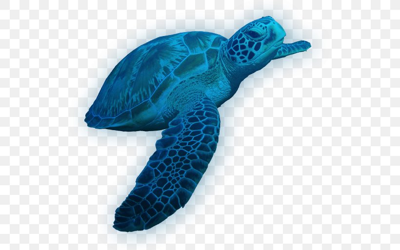 Loggerhead Sea Turtle Leatherback Sea Turtle Tortoise, PNG, 548x513px, Loggerhead Sea Turtle, Deep Sea Creature, Electric Blue, Hardcover, Leatherback Sea Turtle Download Free