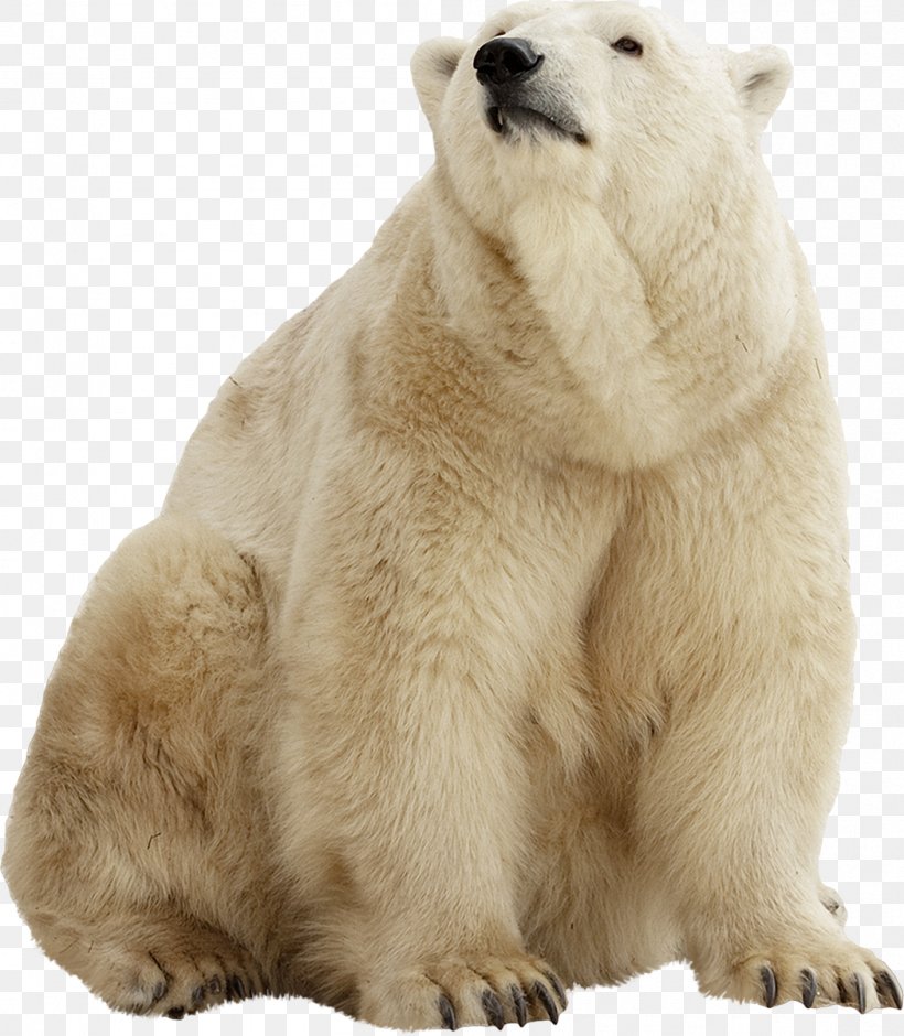 Polar Bear Brown Bear American Black Bear Stock Photography, PNG, 1049x1203px, Polar Bear, American Black Bear, Bear, Bears, Brown Bear Download Free