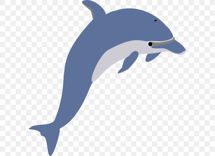 Short-beaked Common Dolphin Common Bottlenose Dolphin Clip Art, PNG, 600x596px, Dolphin, Beak, Common Bottlenose Dolphin, Fauna, Fin Download Free