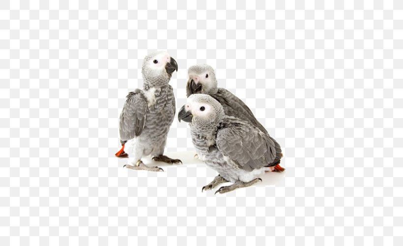 African Greys Grey Parrot Cockatiel Infant Drawing, PNG, 535x500px, Grey Parrot, Beak, Bird, Cockatiel, Drawing Download Free