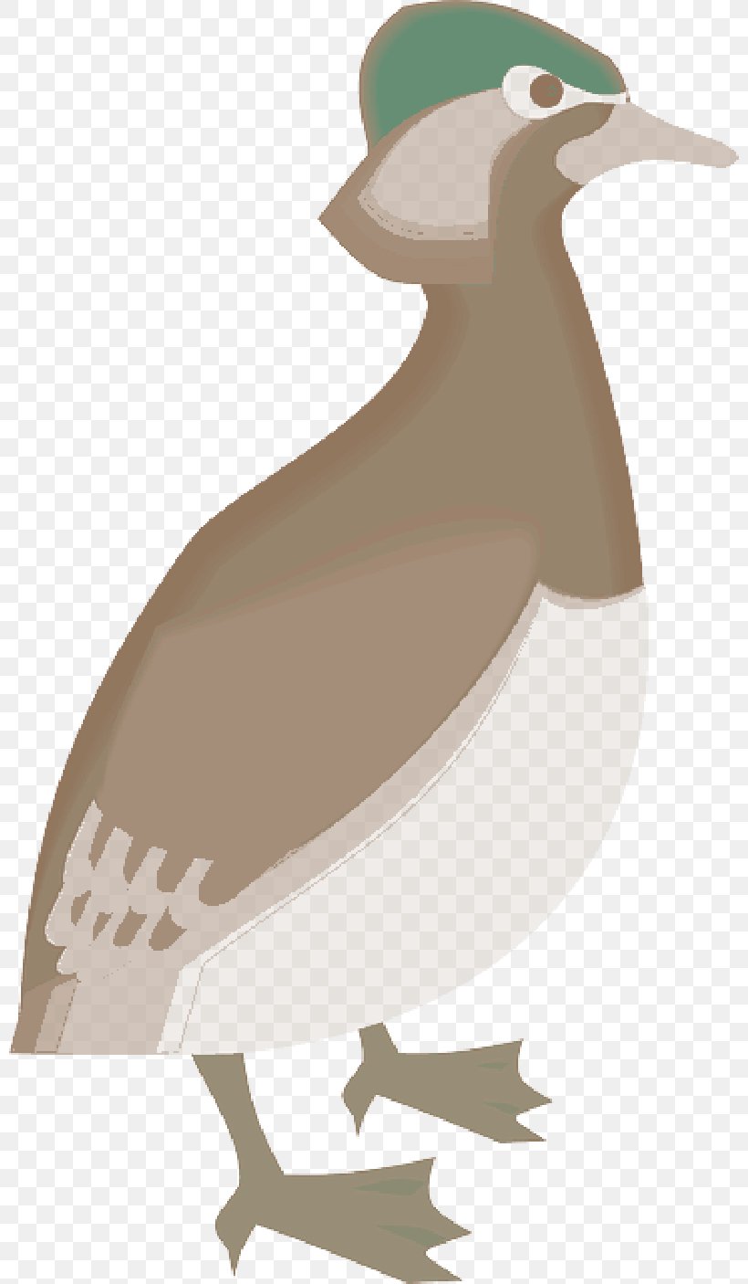 Duck Bird Beak Goose Image, PNG, 800x1406px, Duck, Aile, Beak, Bird, Feather Download Free