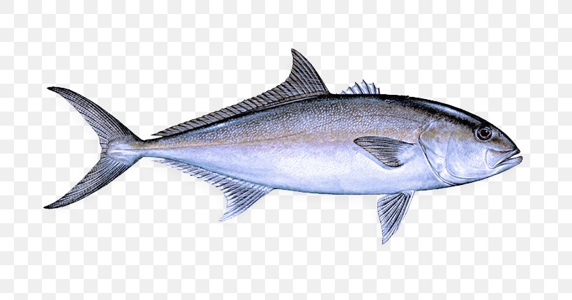 Fish Fish Fin Albacore Fish Thunnus, PNG, 720x430px, Fish, Albacore Fish, Atlantic Bluefin Tuna, Bonyfish, Fin Download Free
