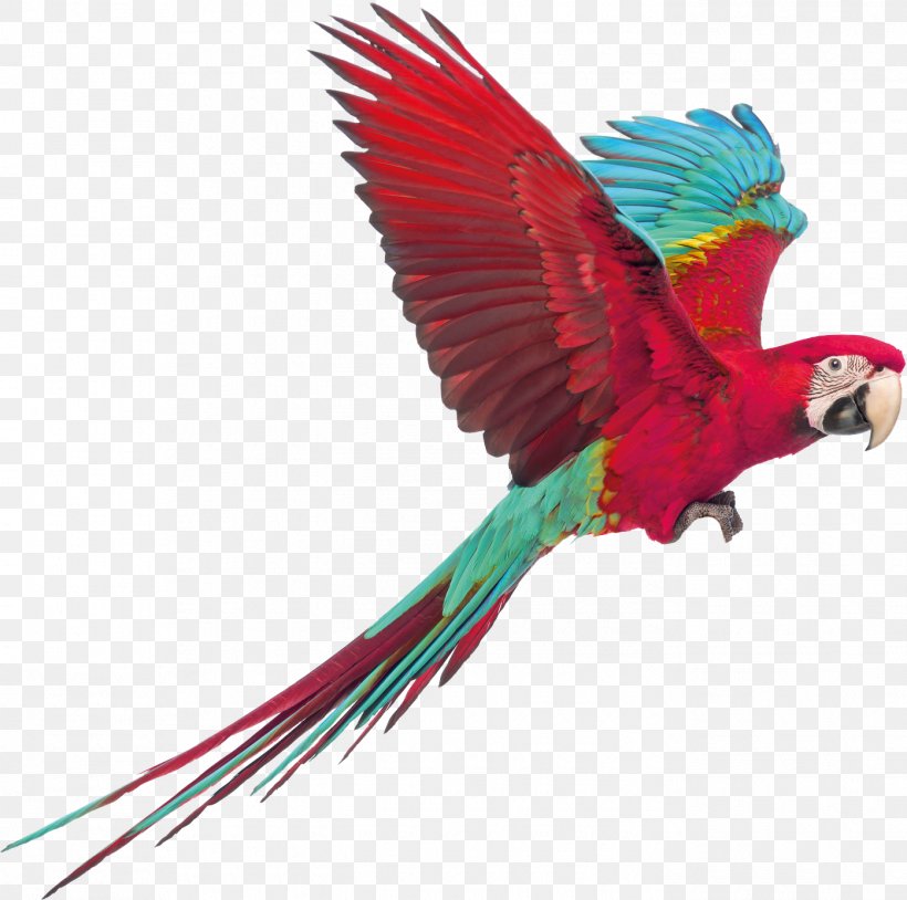 Macaw Perroquet Parakeet Bird Conure, PNG, 1395x1386px, Macaw, Beak, Bird, Boxer Briefs, Cage Download Free