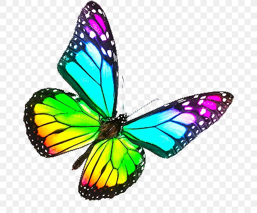 Monarch Butterfly Biosphere Reserve Rainbow Color, PNG, 676x680px, Butterfly, Arthropod, Brush Footed Butterfly, Brushfooted Butterflies, Butterflies And Moths Download Free