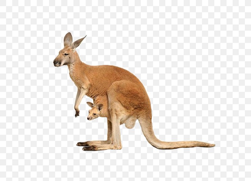 Red Kangaroo Macropods Royalty-free Stock Photography, PNG, 591x591px, Red Kangaroo, Animal Figure, Fauna, Joey Kangaroo, Kangaroo Download Free