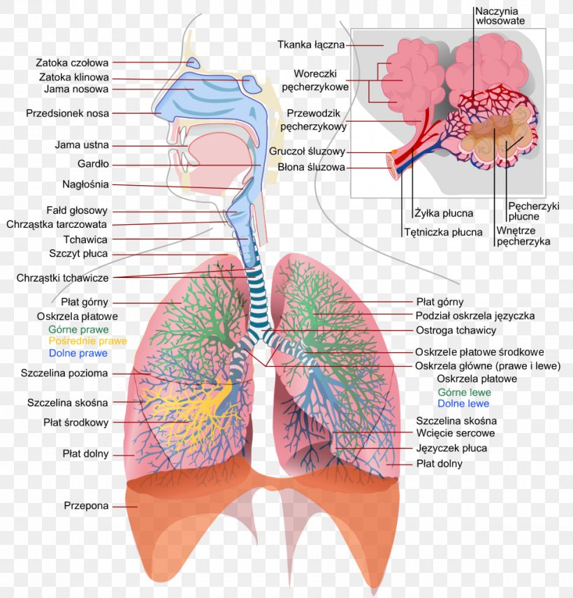Respiratory System Of Insects Respiratory Tract Respiration Anatomy, PNG, 980x1024px, Watercolor, Cartoon, Flower, Frame, Heart Download Free
