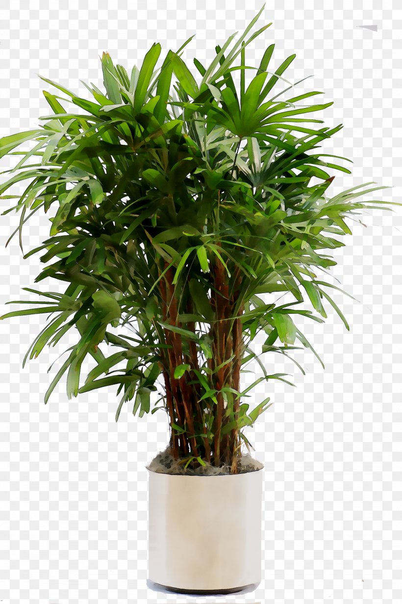 Palm Trees Flowerpot Houseplant Shrub, PNG, 2152x3228px, Palm Trees ...