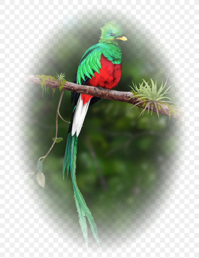 Guatemalan Quetzal Bird Resplendent Quetzal, PNG, 751x1063px, Guatemala, Animal, Beak, Bird, Captive Breeding Download Free