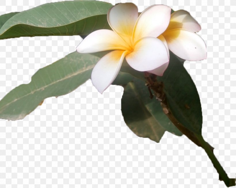Machalilla National Park Villa Colombia Machalilla Parish Beach Flower, PNG, 1009x804px, Machalilla Parish, Beach, Branch, Cuadra, Email Download Free