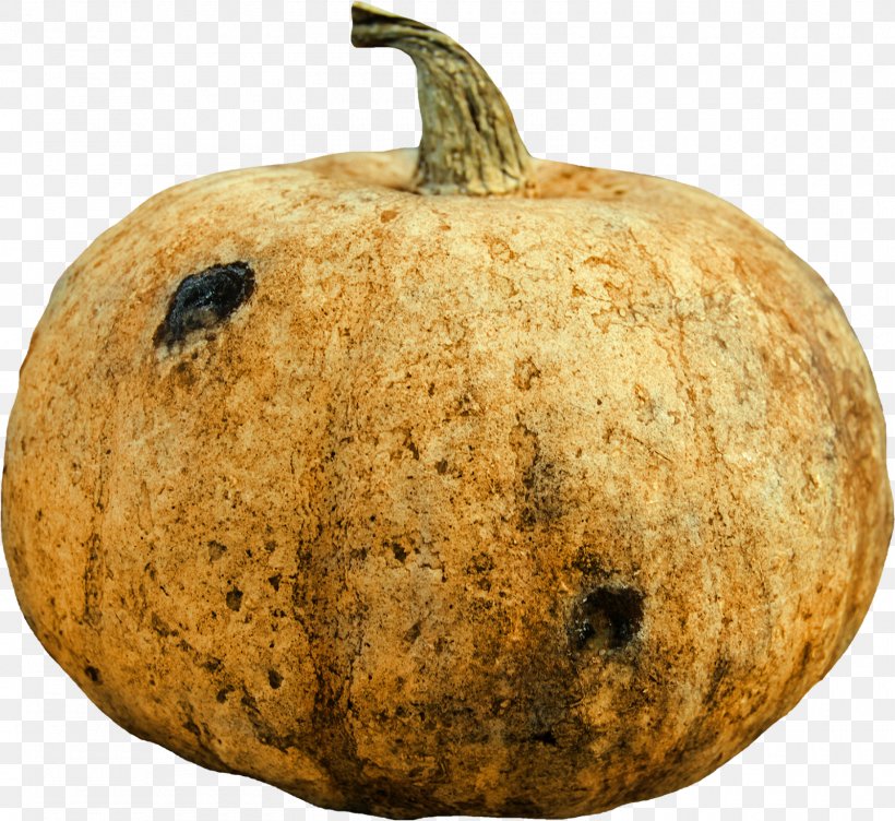 Pumpkin Calabaza Winter Squash Gourd Cucurbita, PNG, 1600x1468px, Pumpkin, Calabaza, Commodity, Cucumber Gourd And Melon Family, Cucurbita Download Free