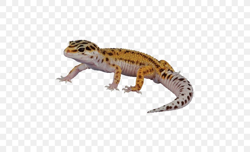 Reptile Leopard Lizard Gecko, PNG, 500x500px, Reptile, Afghan Leopard Gecko, Amphibian, Animal Figure, Chameleons Download Free