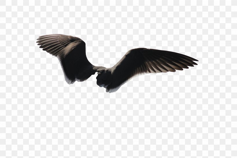 Bird Wing Gulls Bald Eagle, PNG, 5184x3456px, Bird, Accipitriformes, Bald Eagle, Beak, Bird Of Prey Download Free
