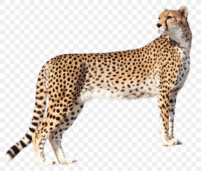 Cheetah Felidae Leopard, PNG, 850x723px, Cheetah, Animal, Animal Figure, Big Cat, Big Cats Download Free