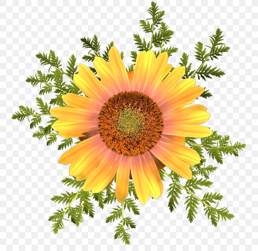 Common Sunflower Transvaal Daisy Blanket Flowers T-shirt, PNG, 800x800px, Common Sunflower, Annual Plant, Aster, Blanket Flowers, Chrysanths Download Free