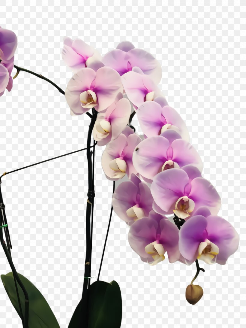 Flower Moth Orchid Pink Plant Petal, PNG, 1732x2308px, Flower, Branch, Flowering Plant, Moth Orchid, Petal Download Free