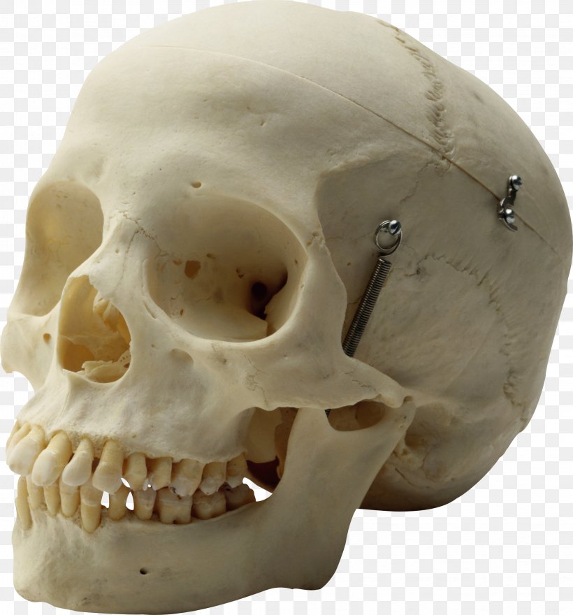 Human Skull Homo Sapiens Skeleton Head, PNG, 2247x2413px, Skull, Anatomy, Arroword, Bone, Brain Download Free