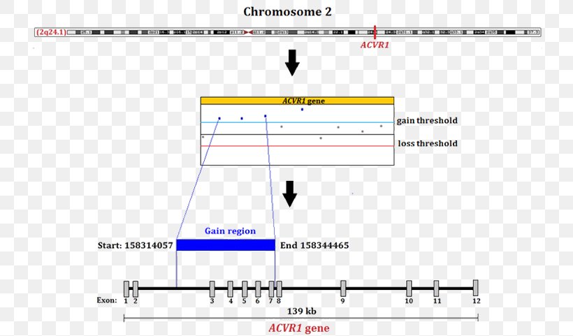 ACVR1 Gene Fibrodysplasia Ossificans Progressiva Mutation Chromosome, PNG, 736x481px, Gene, Activin, Alternative Splicing, Area, Brand Download Free